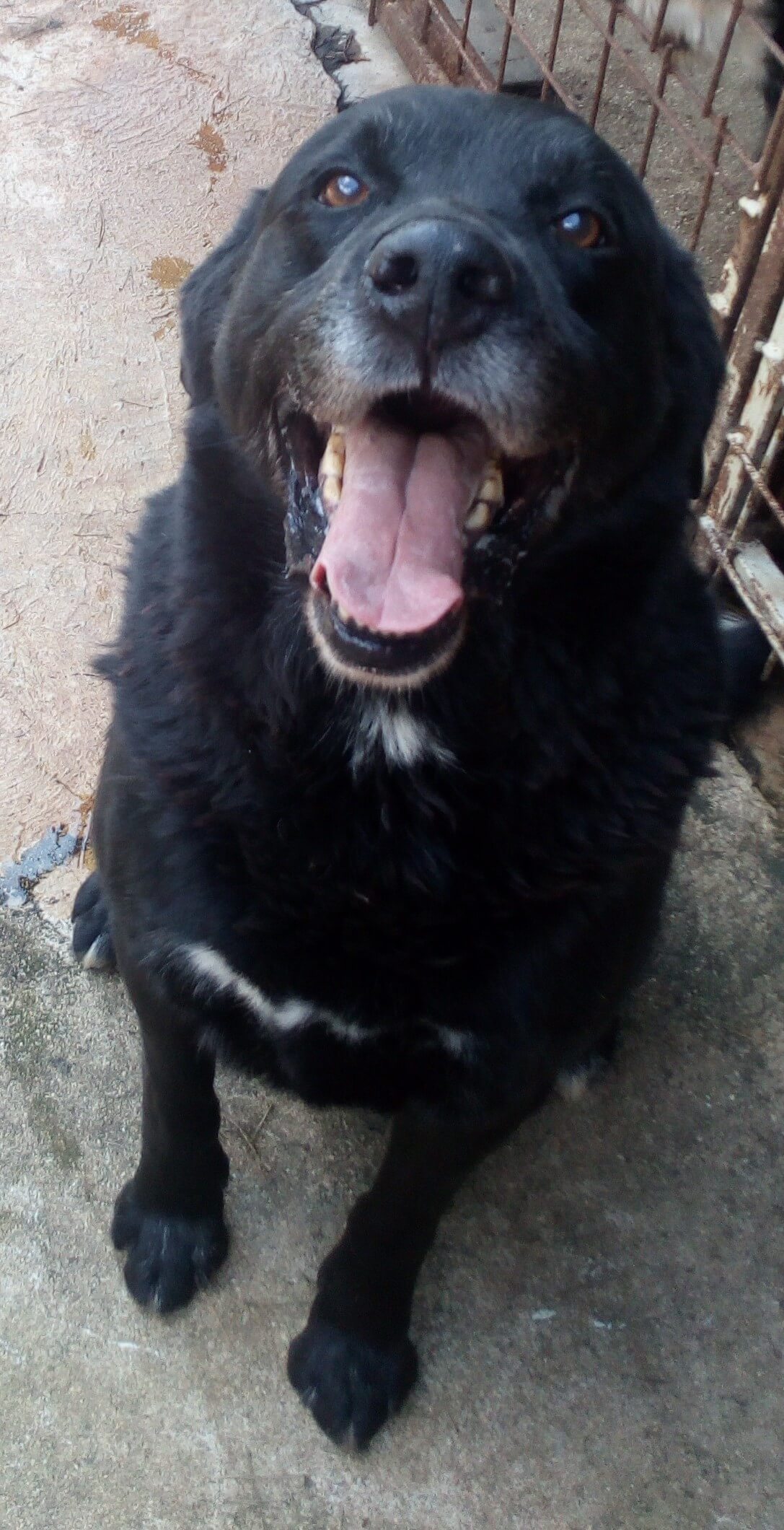 Gregor